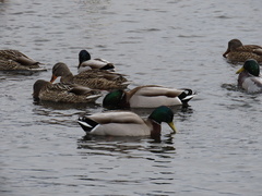Anas platyrhynchos