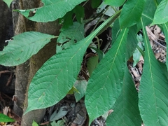 Aphelandra sinclairiana