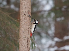 Dendrocopos major