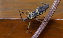 Zelus armillatus