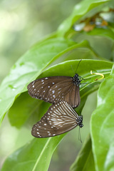 Euploea mulciber barsine
