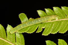 Phthonoloba viridifasciata