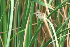 Acrocephalus orientalis