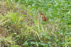 Ixobrychus cinnamomeus