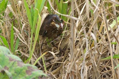 Ixobrychus flavicollis