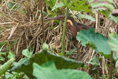 Ixobrychus flavicollis