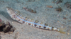 Synodus dermatogenys