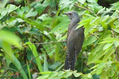 Cacomantis merulinus