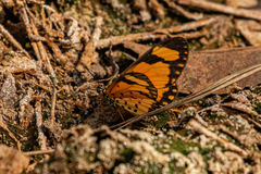 Acraea serena