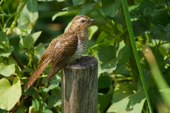 Cacomantis merulinus