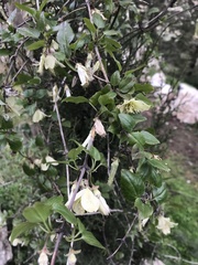 Clematis cirrhosa