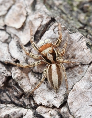 Plexippus setipes