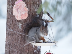 Sciurus vulgaris