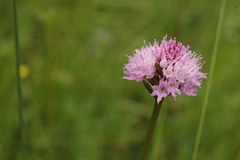 Traunsteinera globosa