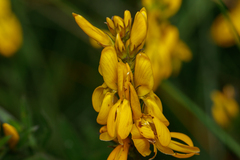 Genista tinctoria