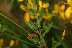 Genista tinctoria