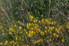 Genista tinctoria