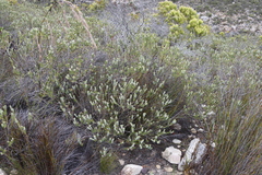 Adenandra gummifera