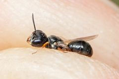 Diodontus minutus