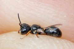 Diodontus minutus