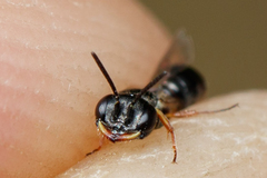 Diodontus minutus