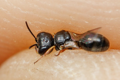 Diodontus minutus