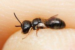 Diodontus minutus