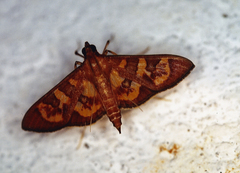 Prenesta scyllalis