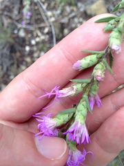 Liatris punctata mucronata