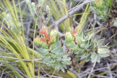 Lobostemon sanguineus