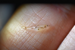 Eumalacostraca