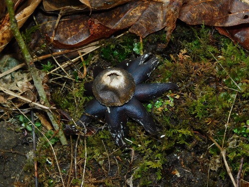Astraeus hygrometricus — (c) Michael J. Papay, some rights reserved (CC BY)