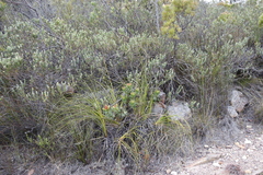 Lobostemon sanguineus