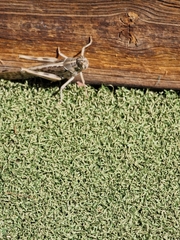 Schistocerca gregaria