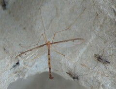 Tricyphona