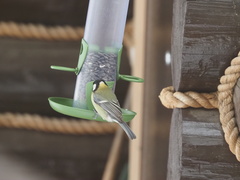 Parus major
