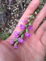 Liatris punctata mucronata