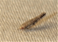 Glaphyristis marmarea