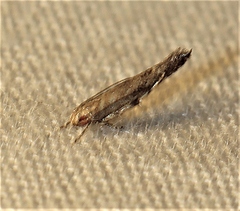 Glaphyristis marmarea