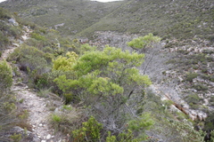 Dodonaea viscosa angustifolia