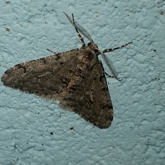 Phigalia strigataria