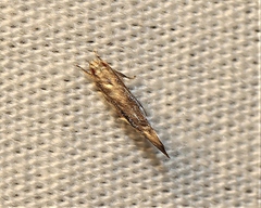 Glaphyristis marmarea