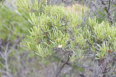 Dodonaea viscosa angustifolia