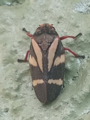 Deois flavopicta
