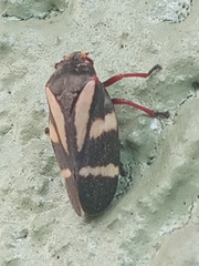 Deois flavopicta