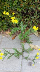 Senecio vernalis