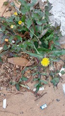 Sonchus oleraceus