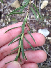 Liatris punctata mucronata
