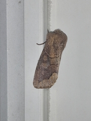 Orthosia garmani