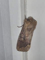 Orthosia garmani